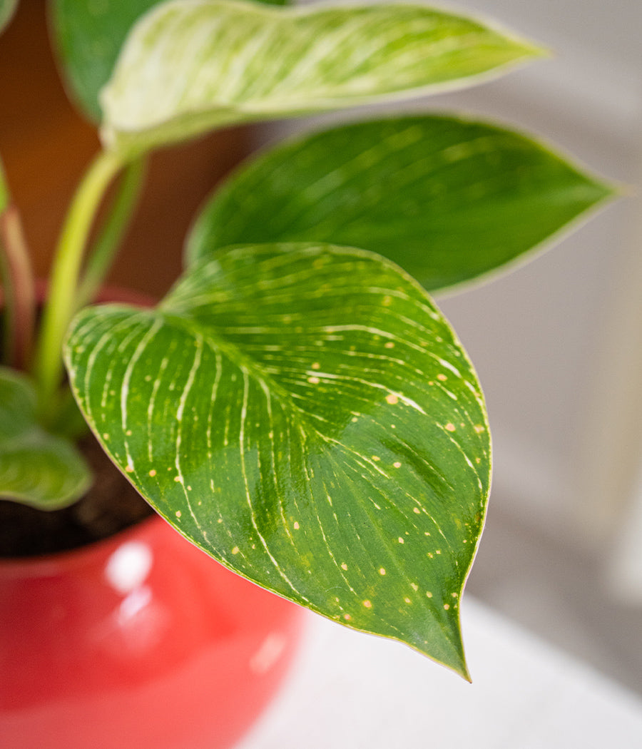 Philodendron Birkin in Round Planter