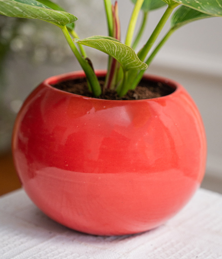 Philodendron Birkin in Round Planter