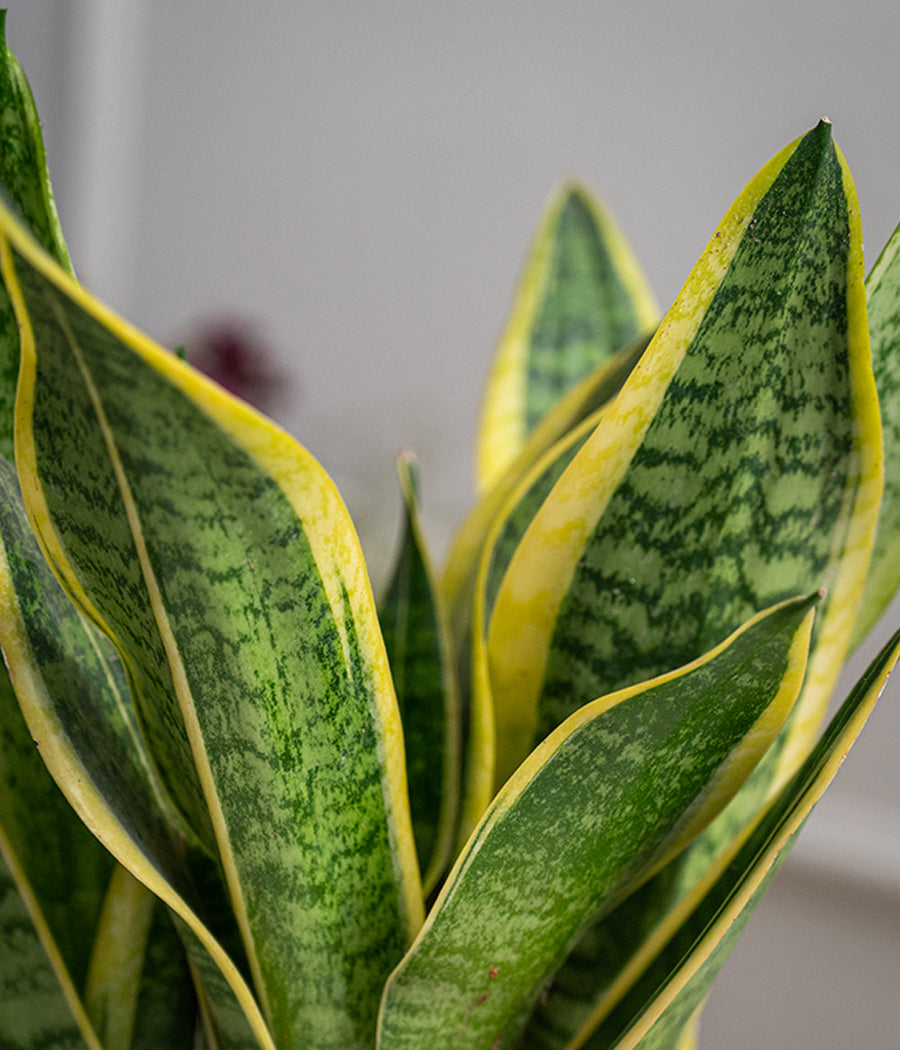 Sansevieria in Ceramic Planter