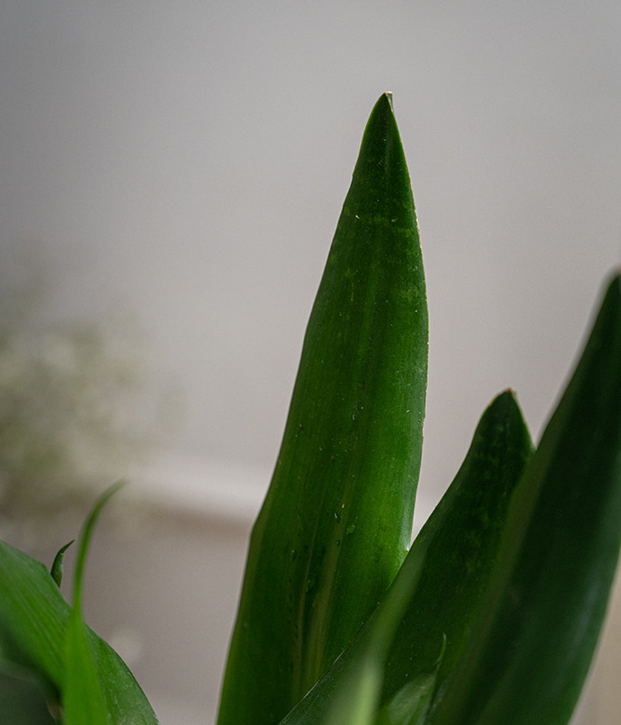 Sansevieria in Lotus Ceramic Planter