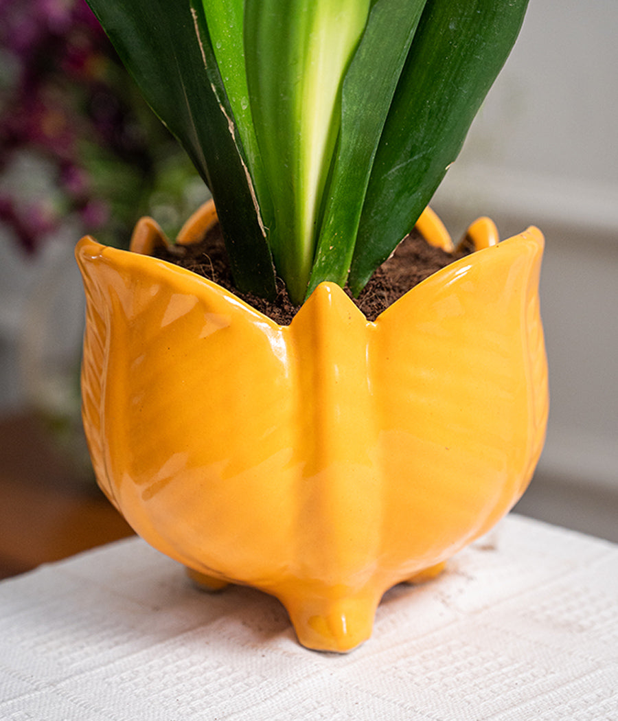 Sansevieria in Lotus Ceramic Planter