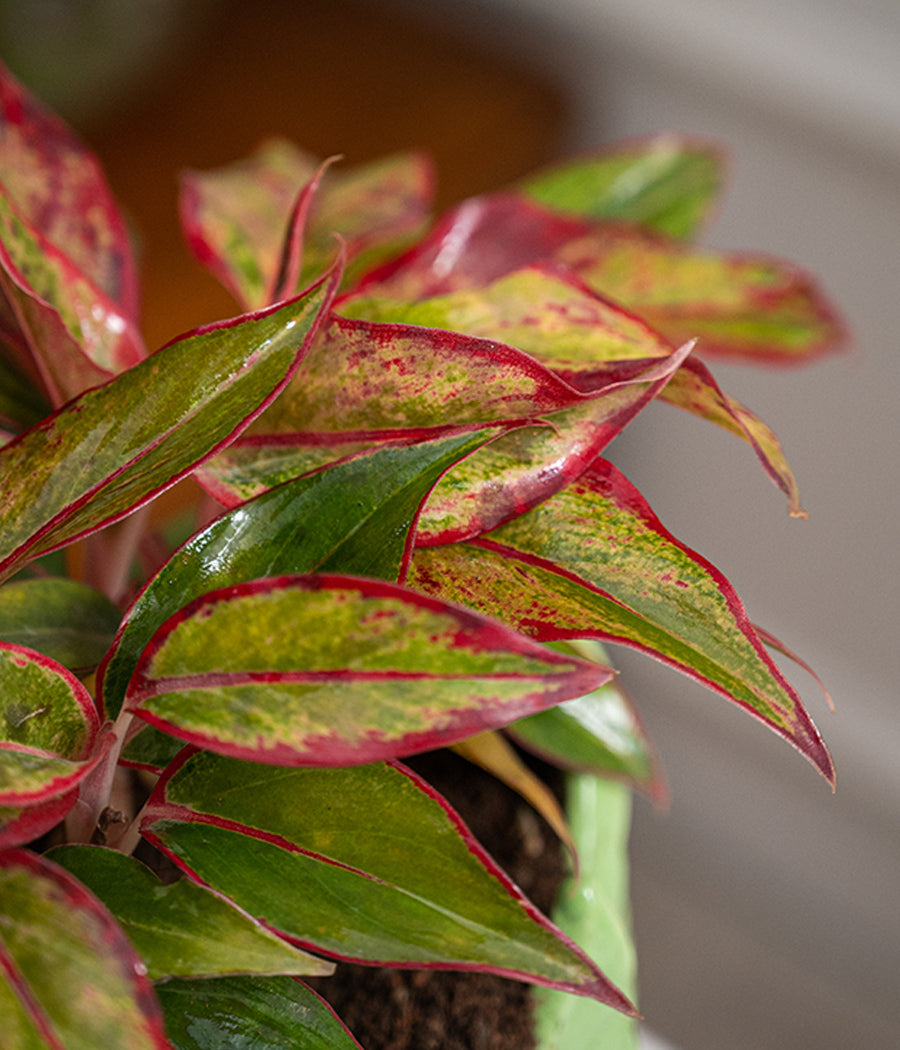 Aglaonema Lipstick in Lotus Ceramic - Handcrafted