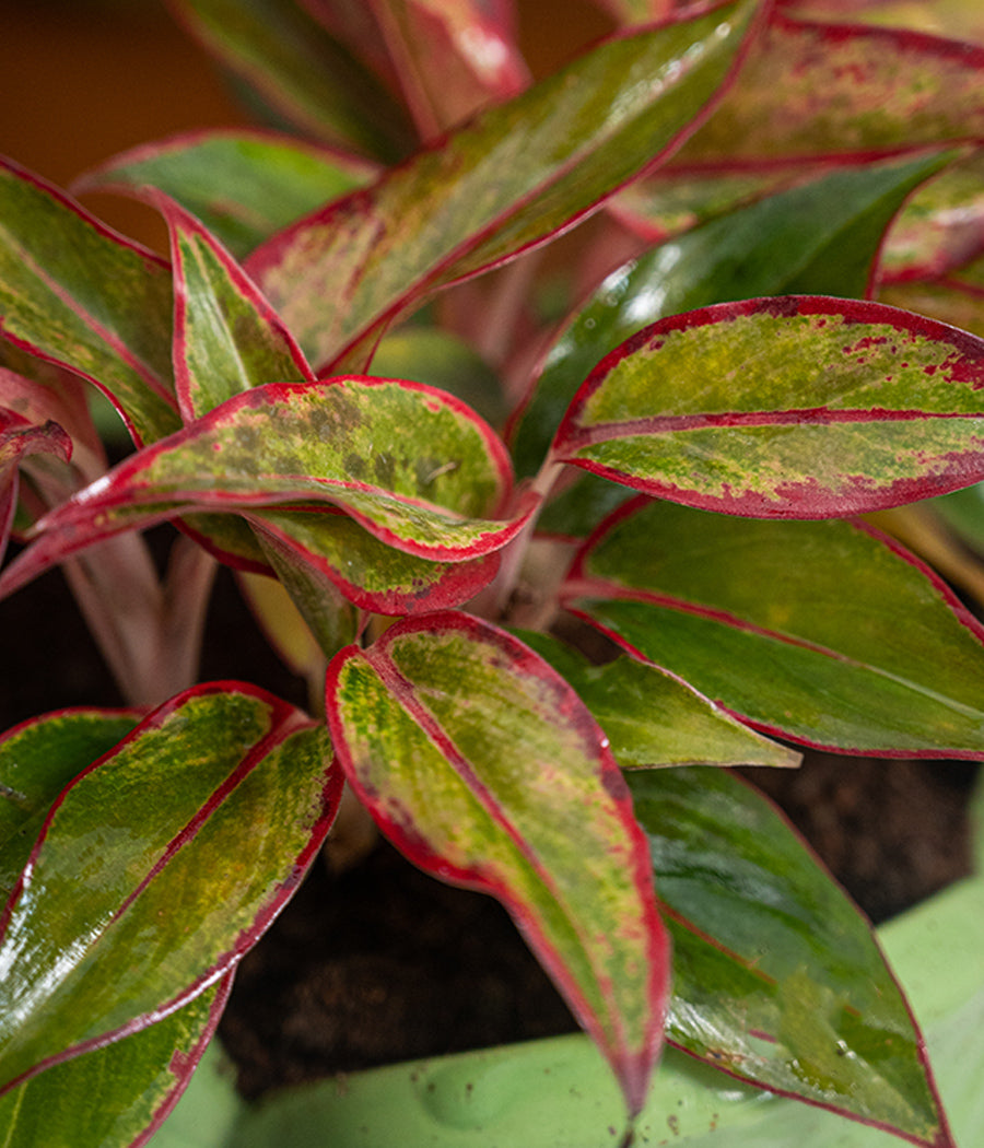 Aglaonema Lipstick in Lotus Ceramic - Handcrafted