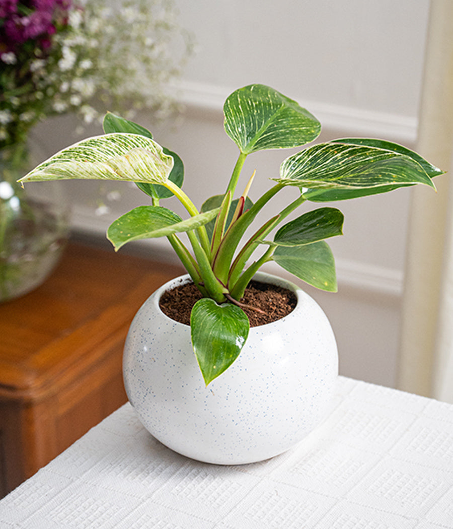 philodendron birkin indoor Philodendron Birkin in Round