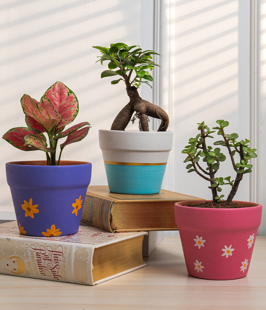 Set of 3: Aglaonema+Money Plant+Jade in matte planters