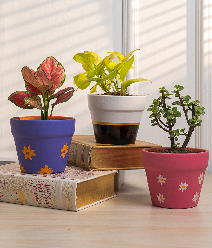 Set of 4: Aglaonema Valentine + Money Plant + Jade Plant + Ficus Bonsai in Matte Planters