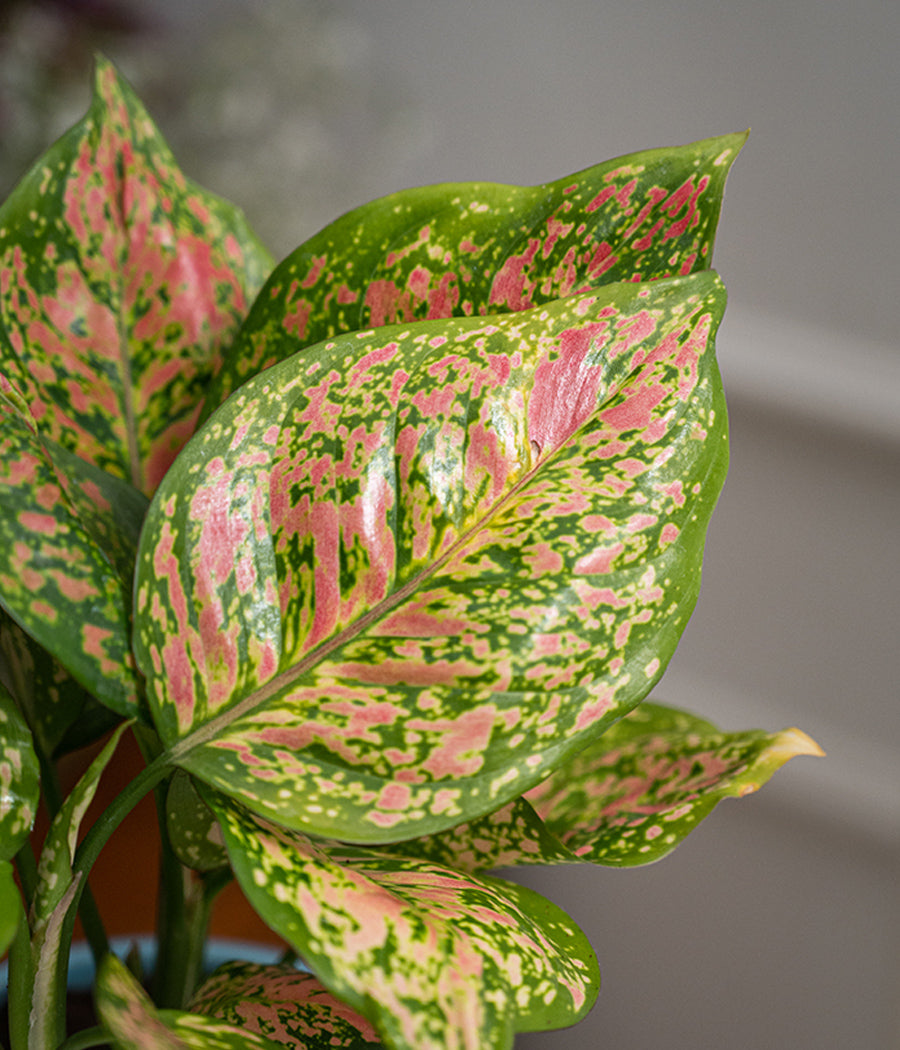 Aglaonema Pink in Tall Blue Ceramic Planter