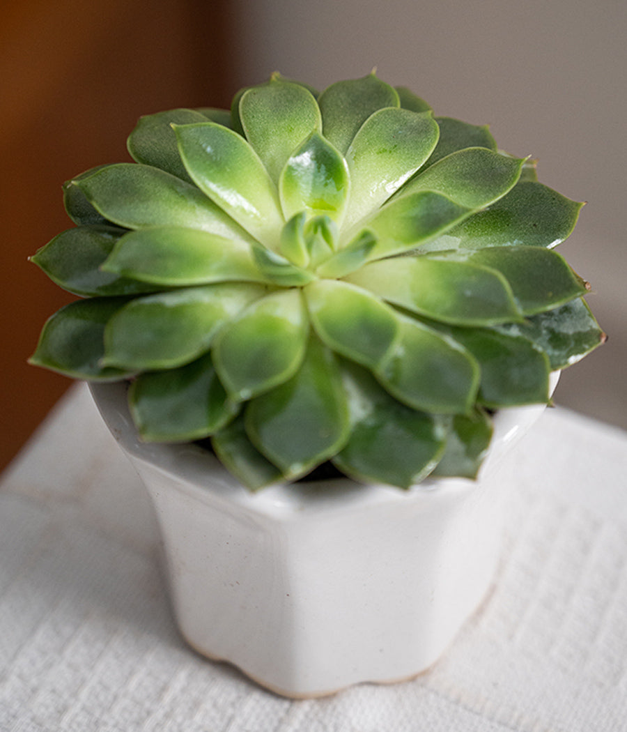 Echeveria Succulent in Baby Ceramic Pot