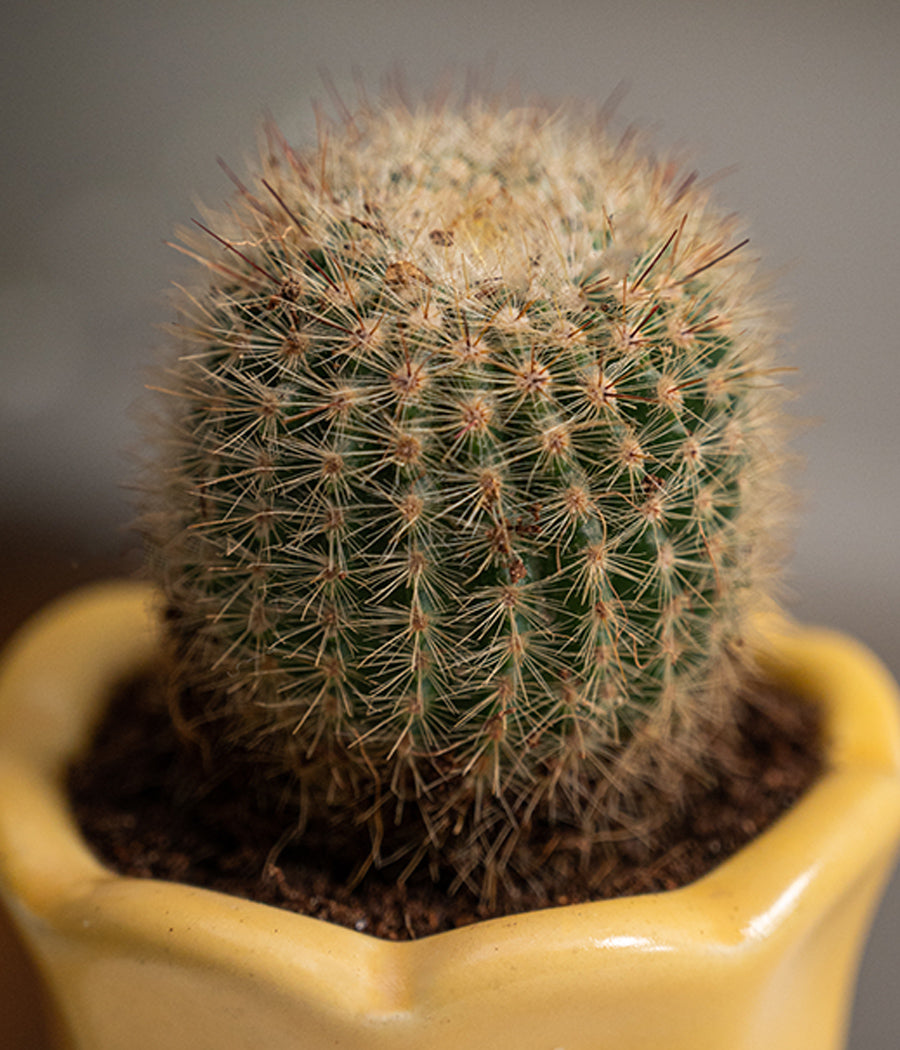 Ball Cactus in Baby Ceramic Pot