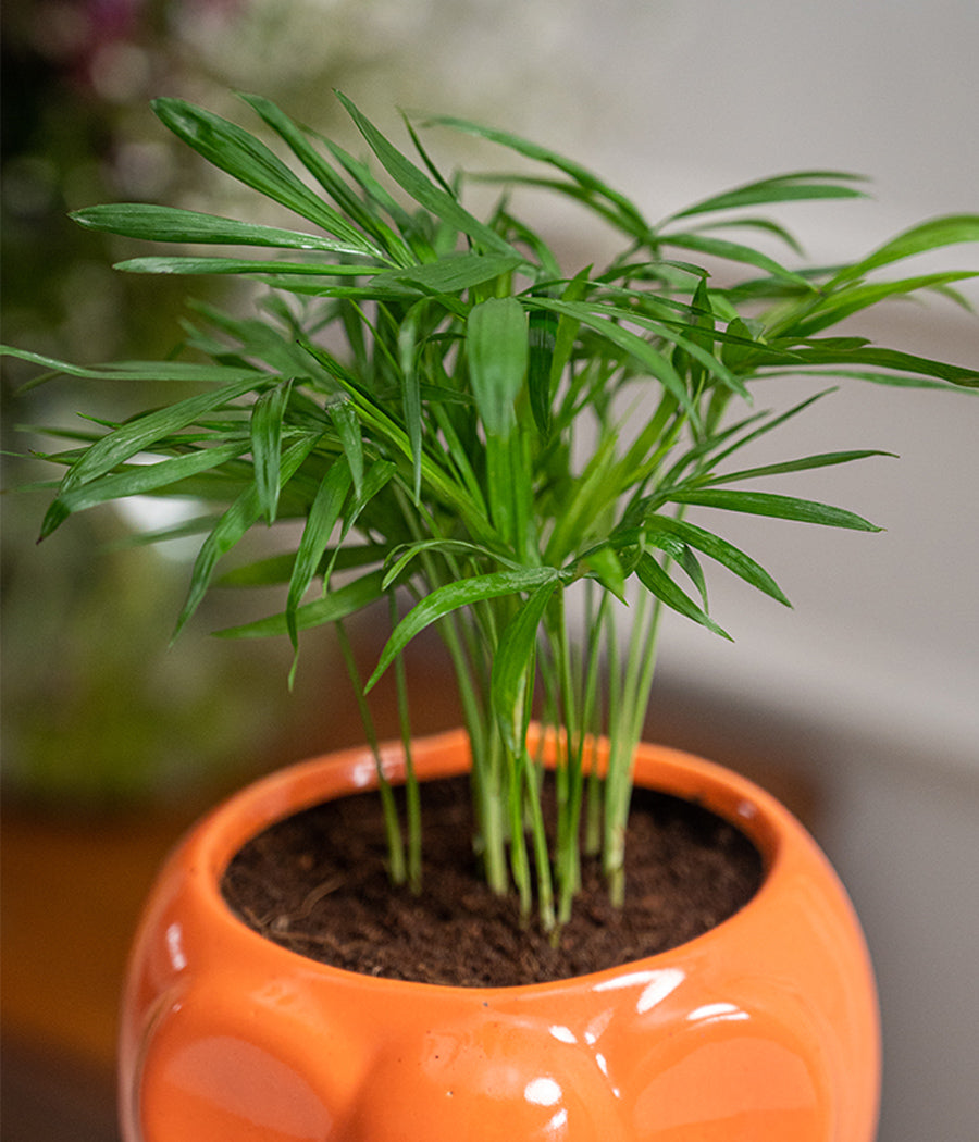 Chamaedorea Elegans in Elephant Ceramic Pot
