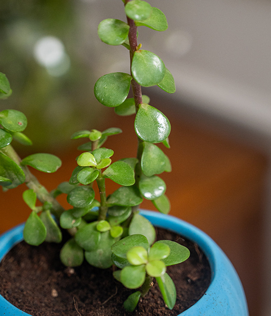 Jade Plant in Elephant Ceramic Pot