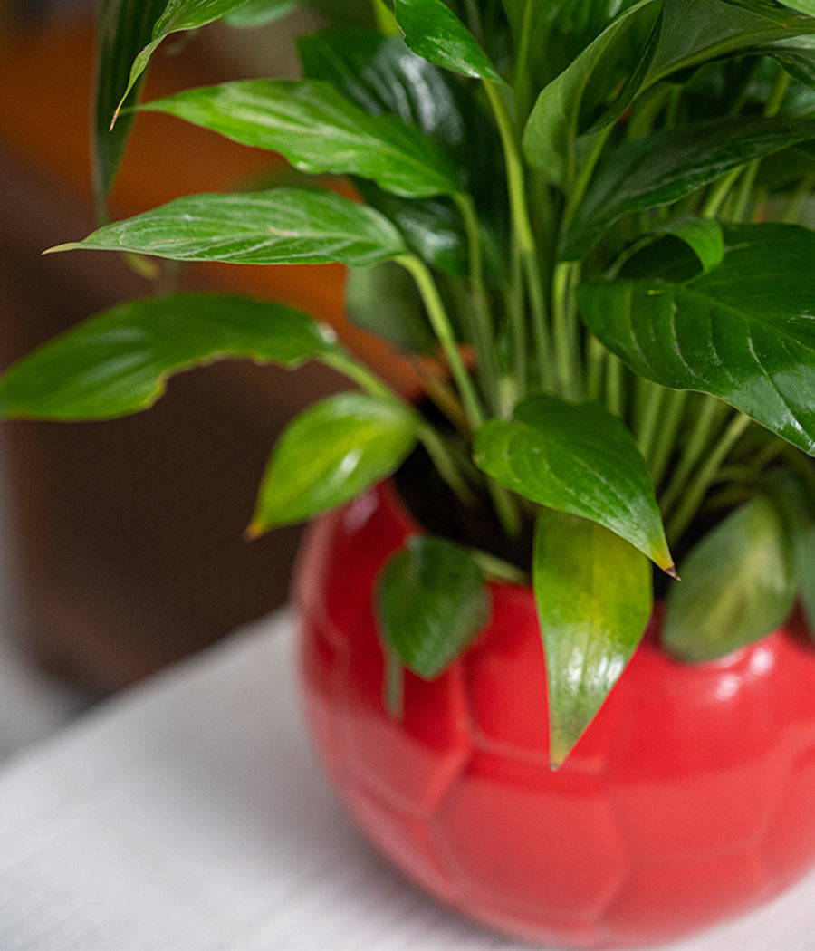 Peace Lily in Football Planter