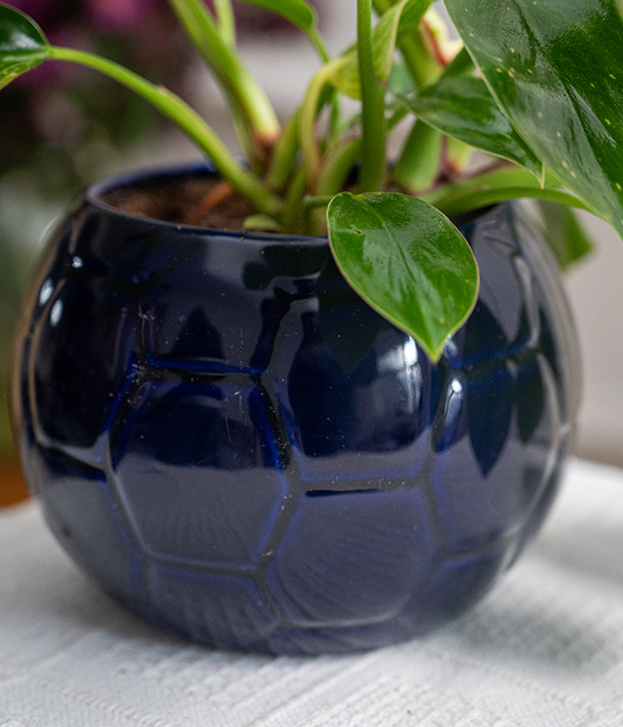 Philodendron Birkin in Blue Football Pot