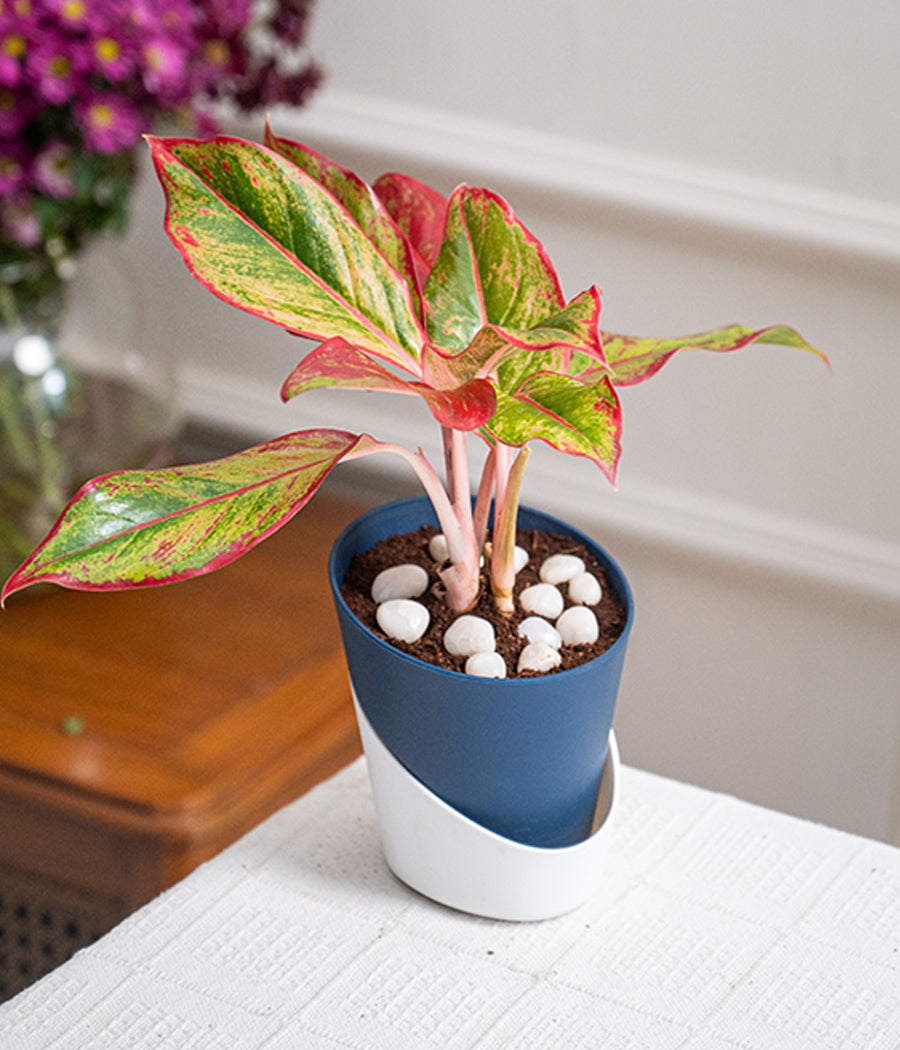 Aglaonema Valentine in Self Watering Planter