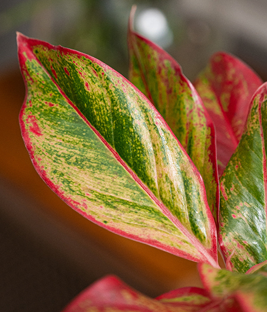 Aglaonema Valentine in Self Watering Planter