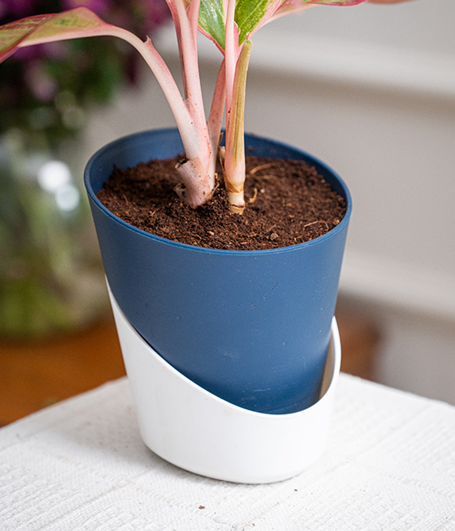 Aglaonema Valentine in Self Watering Planter