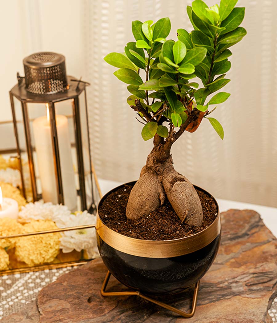 Ficus Bonsai Plant in Black Gold Metal Planter with Stand