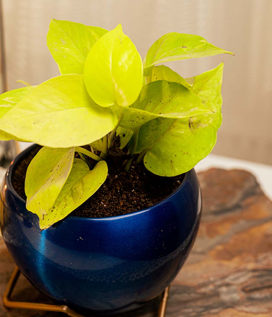 Golden Money Plant in Blue Metal Planter with Stand