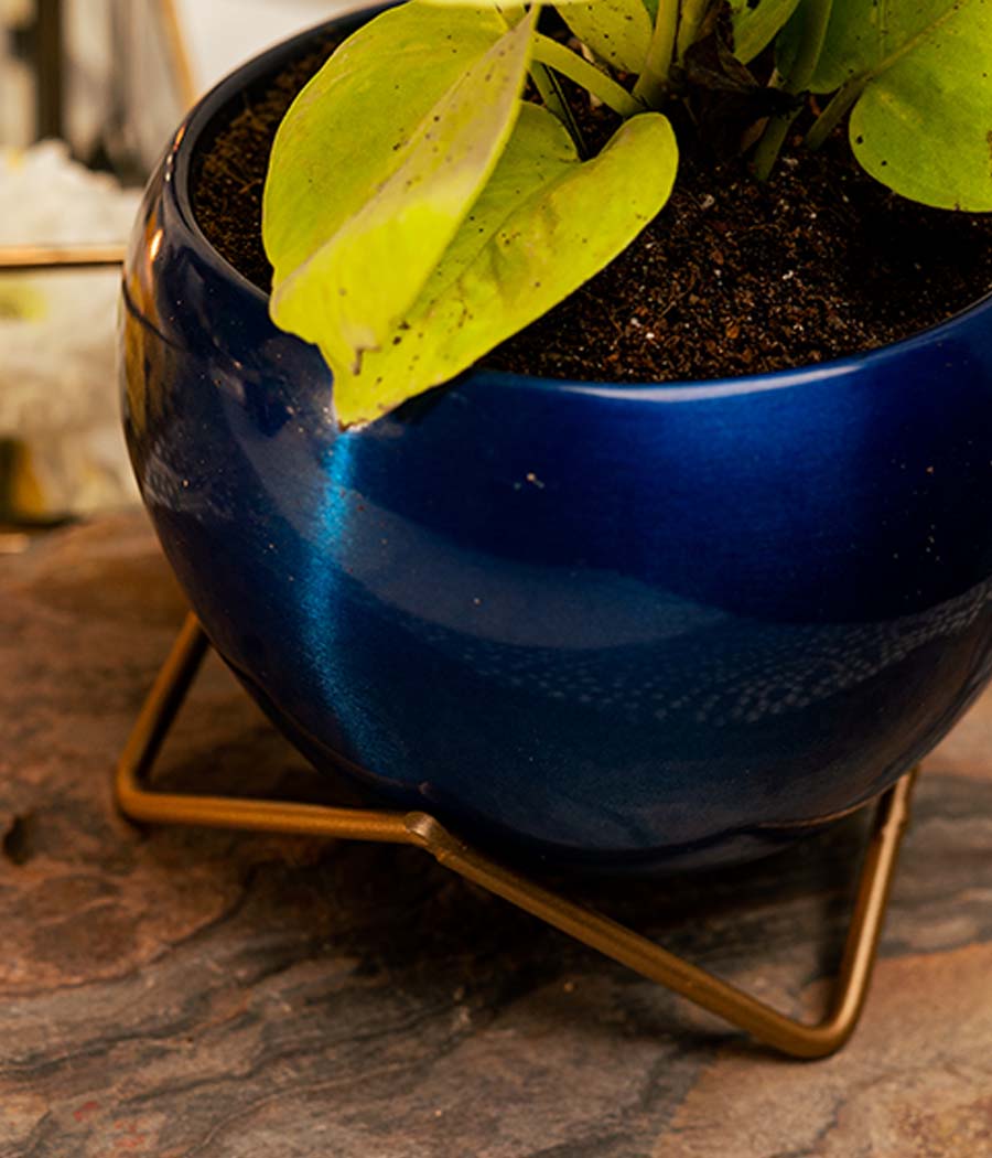 Golden Money Plant in Blue Metal Planter with Stand
