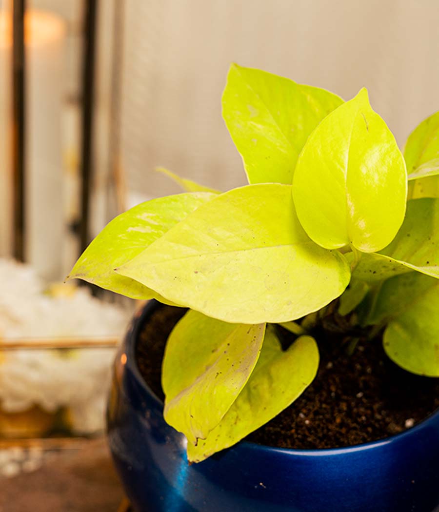 Golden Money Plant in Blue Metal Planter with Stand
