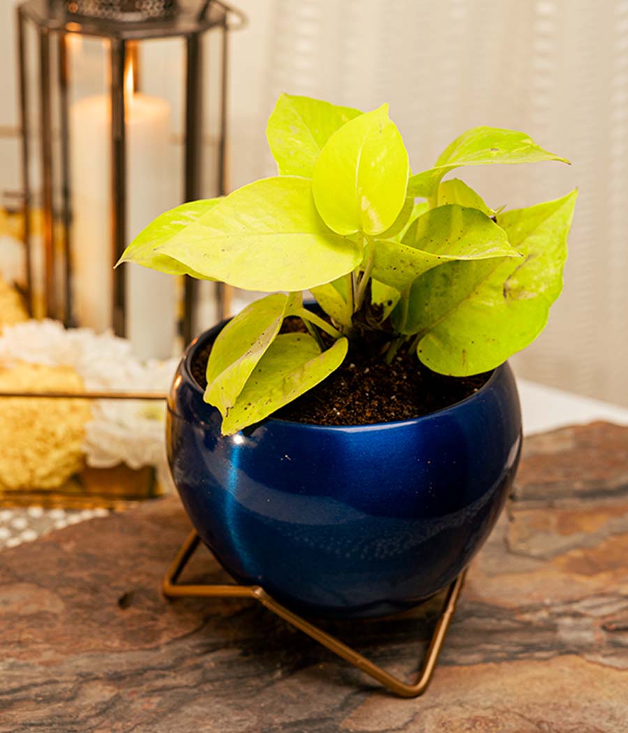 Golden Money Plant in Blue Metal Planter with Stand