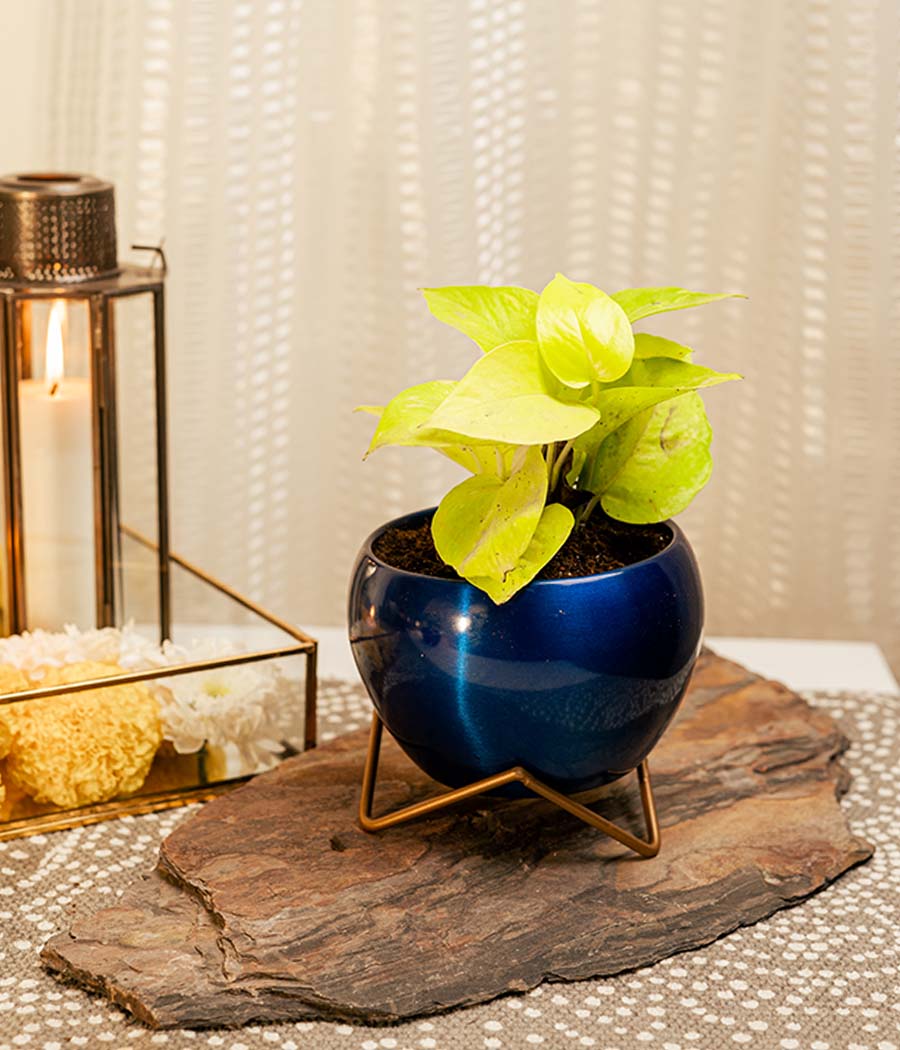 Golden Money Plant in Blue Metal Planter with Stand