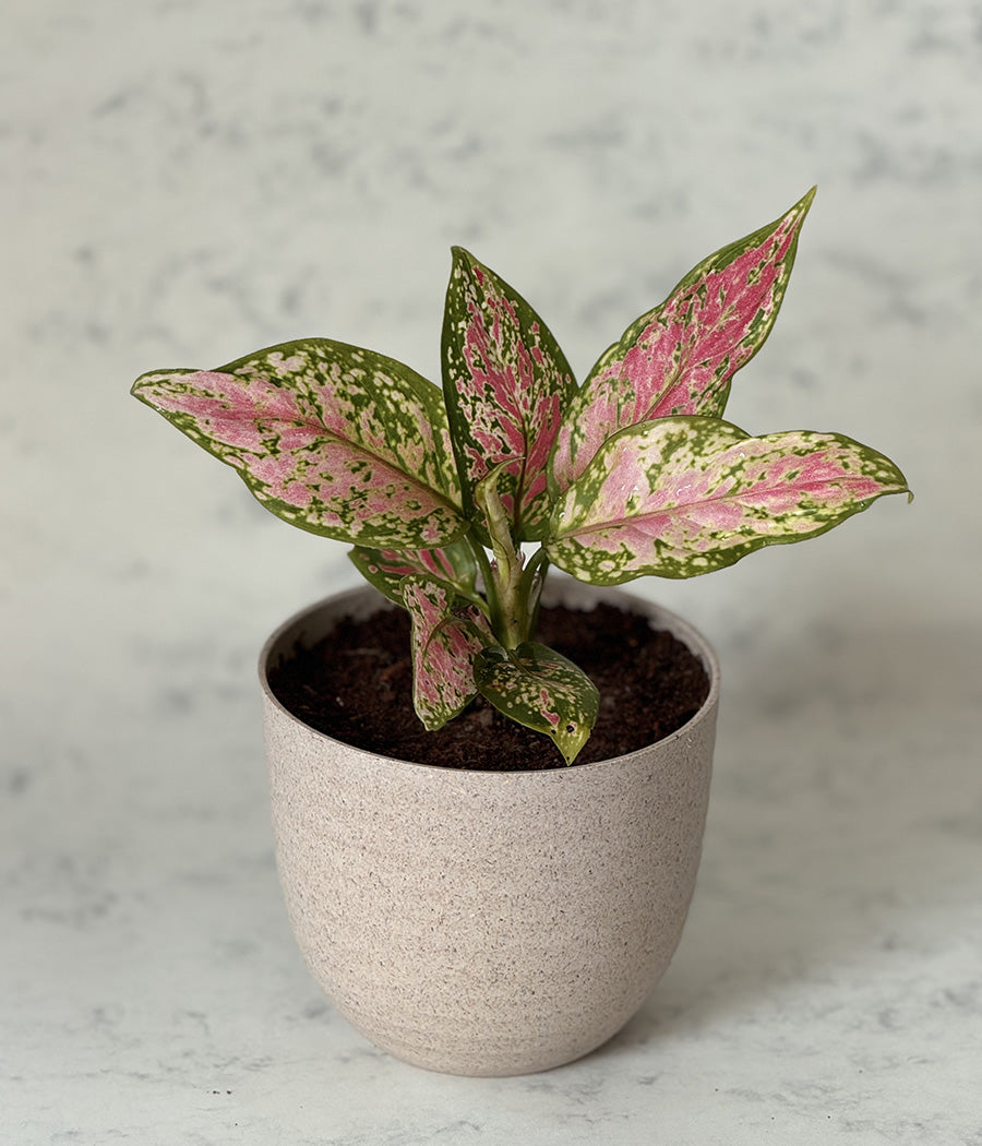AGLAONEMA VALENTINE IN ARAVALII BEIGE ECO SERIES PLANTER