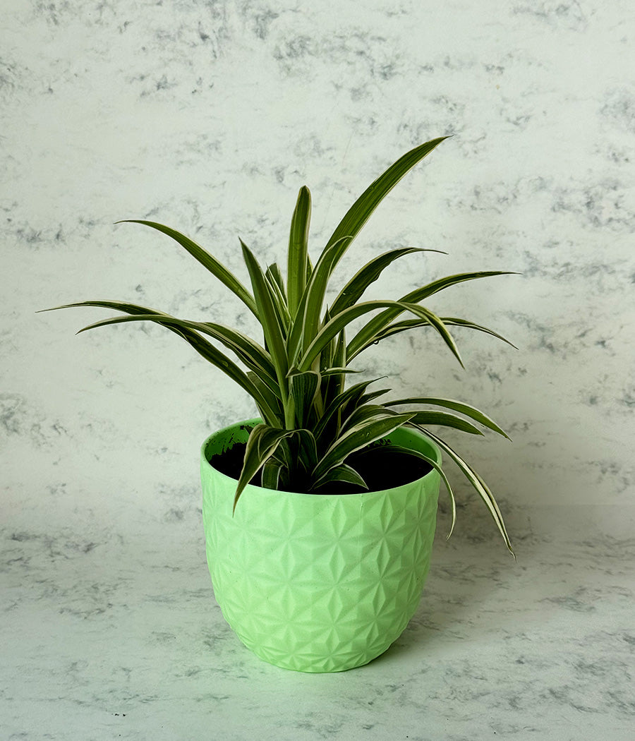 Chlorophytum Spider Plant in Green Diamond Planter