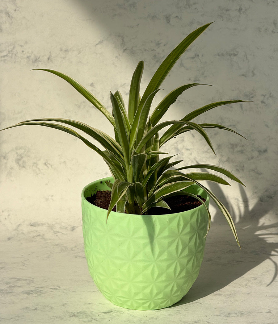 Chlorophytum Spider Plant in Green Diamond Planter