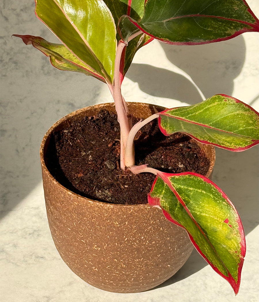 Aglaonema Duo in Aravalii Eco Series Planter