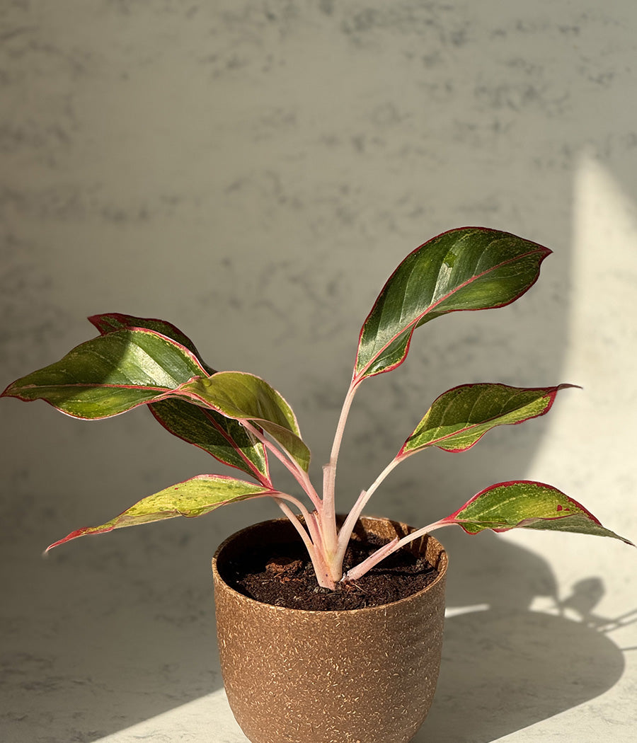 Aglaonema Duo in Aravalii Eco Series Planter