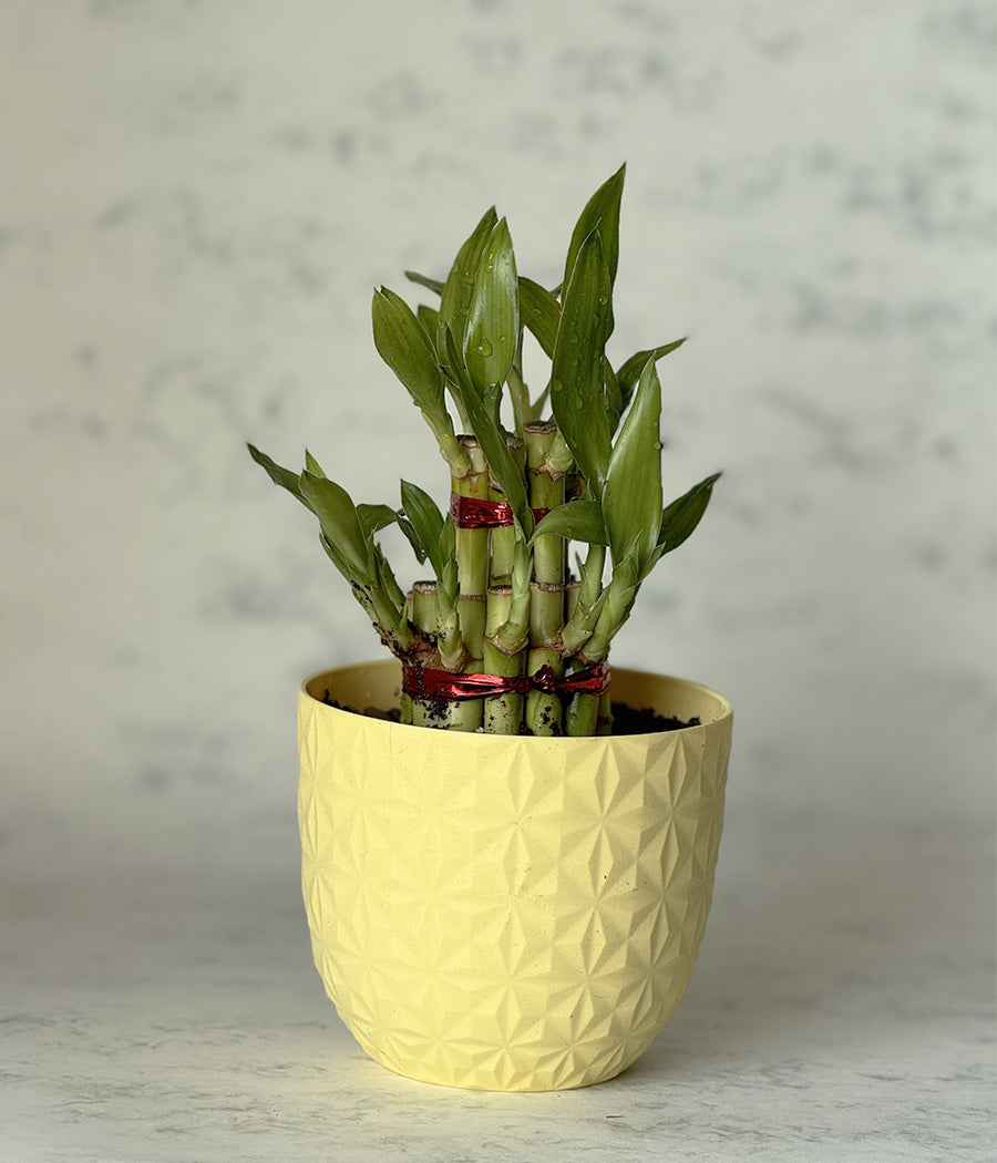 lucky bamboo flipkart 2 LAYER LUCKY BAMBOO IN YELLOW DIAMOND PLANTER
