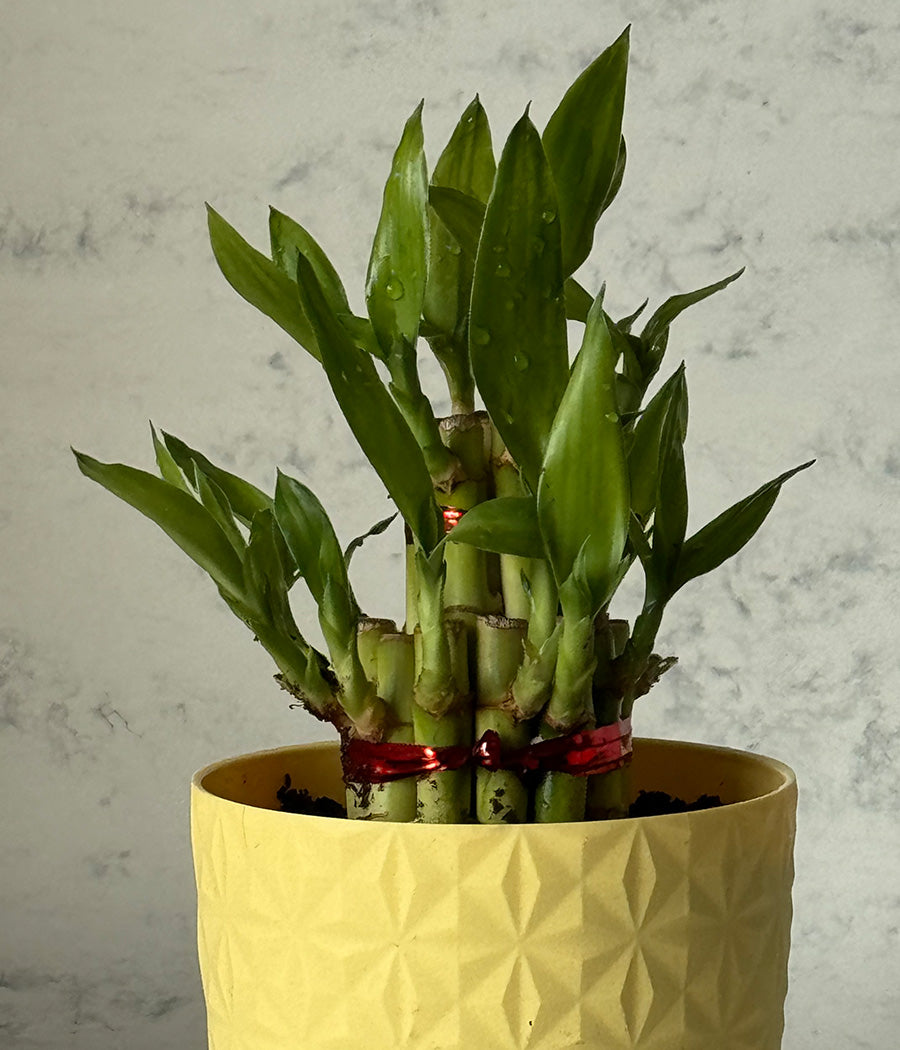 2 LAYER LUCKY BAMBOO IN YELLOW DIAMOND PLANTER