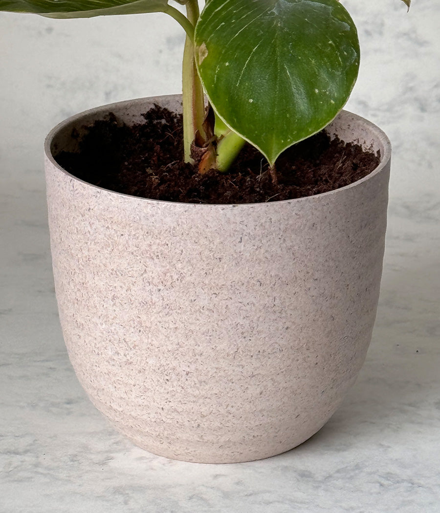 PHILODENDRON BIRKIN IN ARAVALII ECO SERIES BEIGE PLANTER