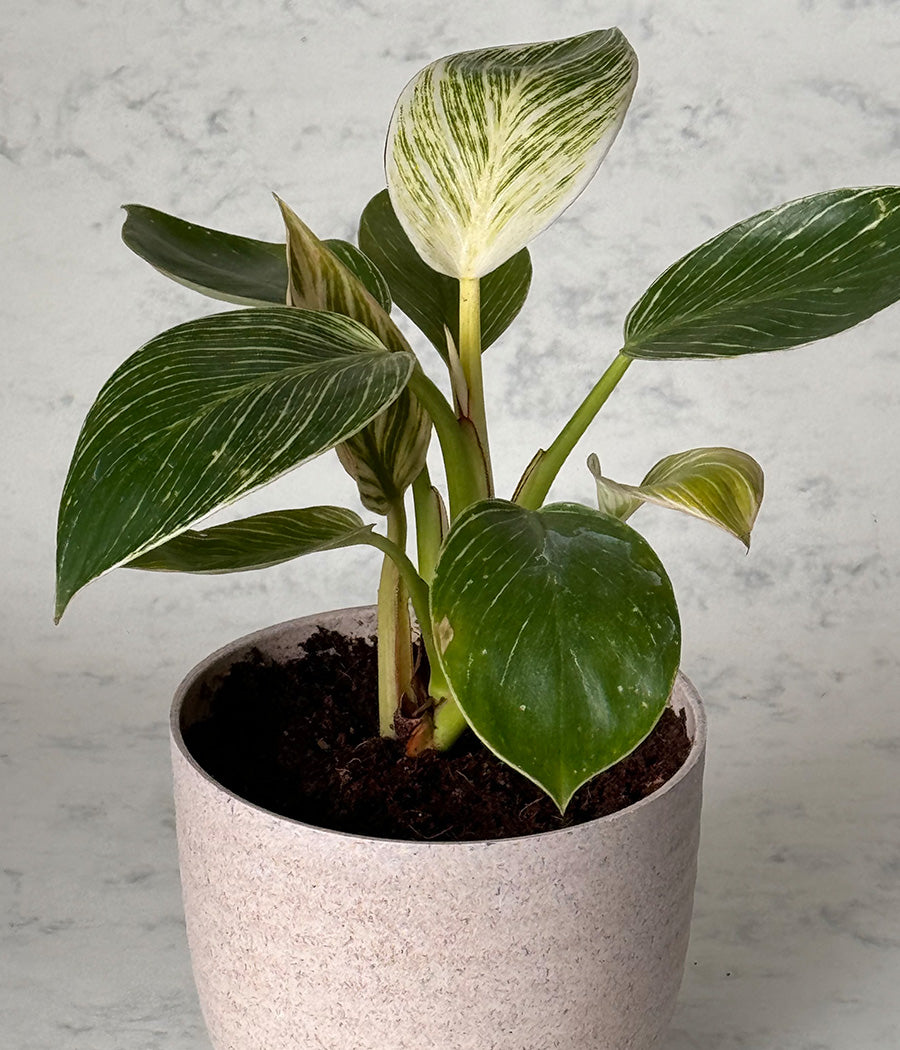 PHILODENDRON BIRKIN IN ARAVALII ECO SERIES BEIGE PLANTER