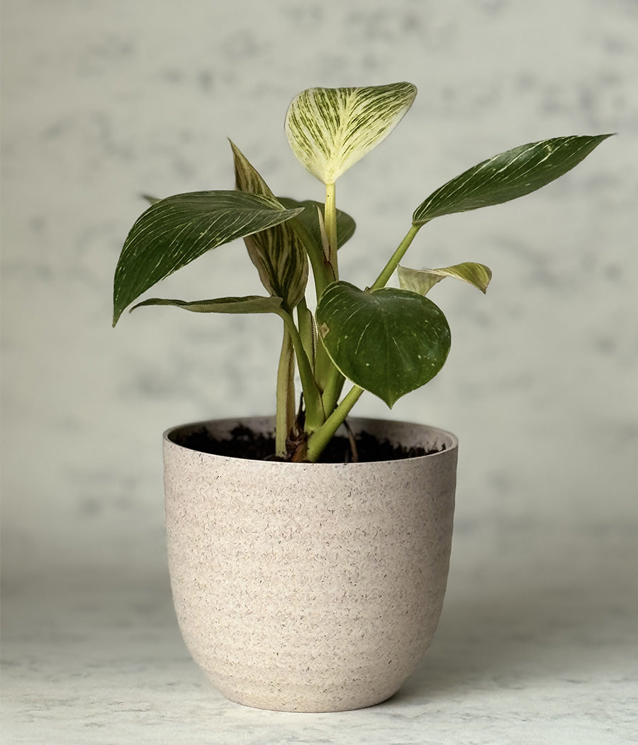 PHILODENDRON BIRKIN IN ARAVALII ECO SERIES BEIGE PLANTER