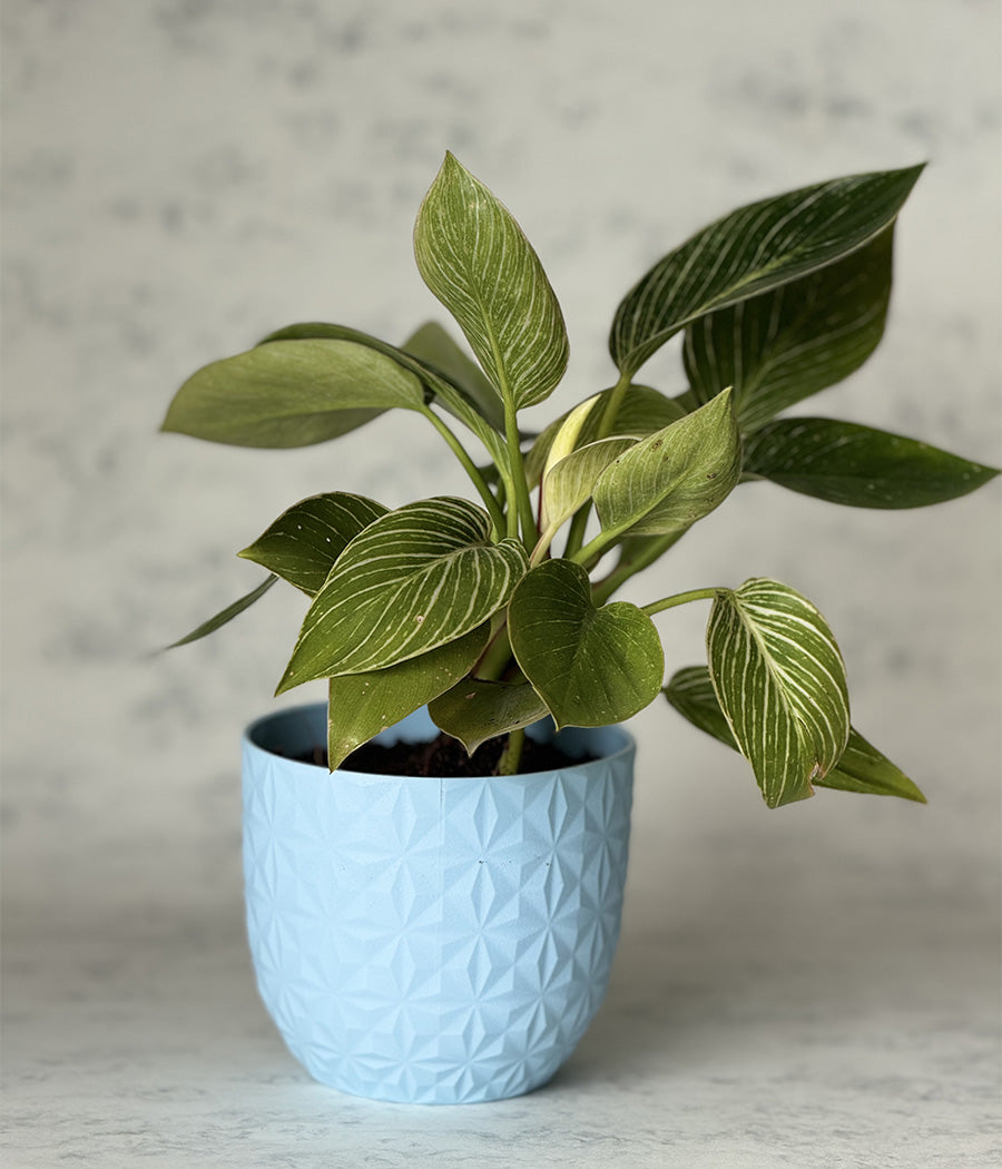 philodendron green diamond PHILODENDRON BIRKIN IN BLUE DIAMOND PLANTER