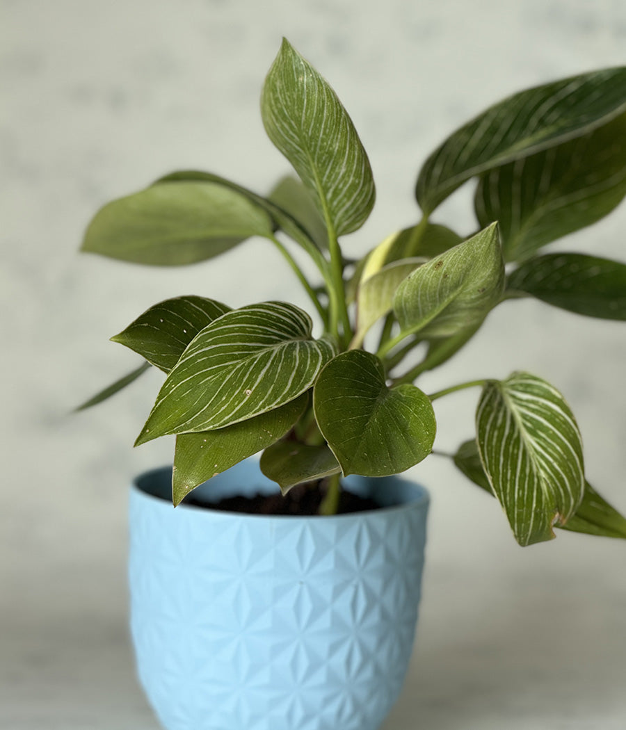 PHILODENDRON BIRKIN IN BLUE DIAMOND PLANTER