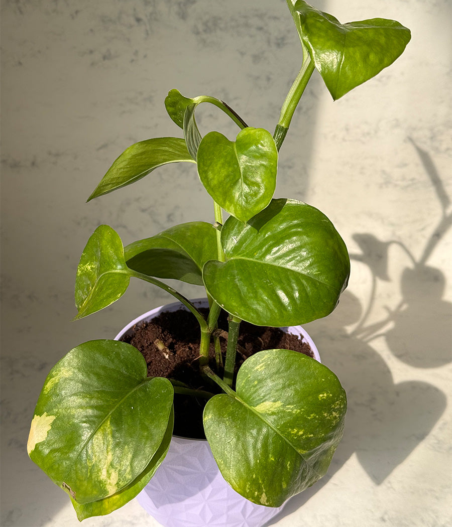 Money Plant in Mouve Diamond Planter