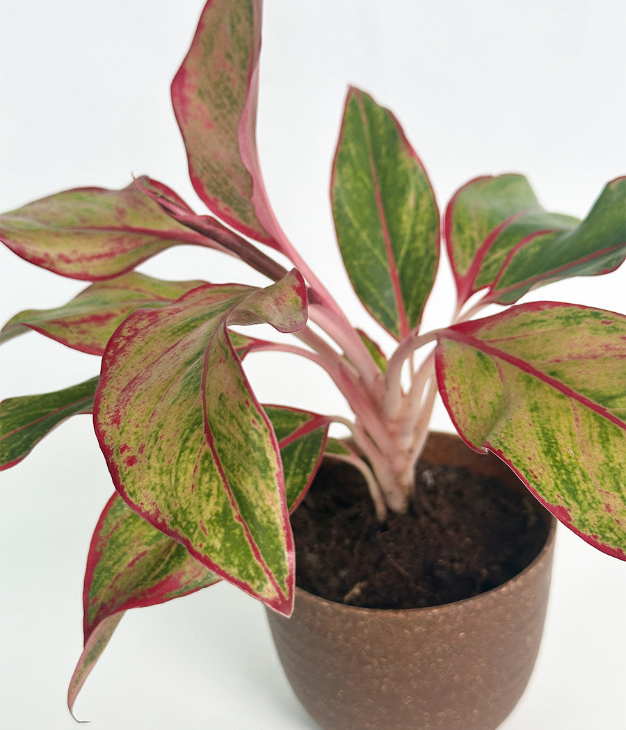 Aglaonema Duo in Aravalii Eco Series Planter