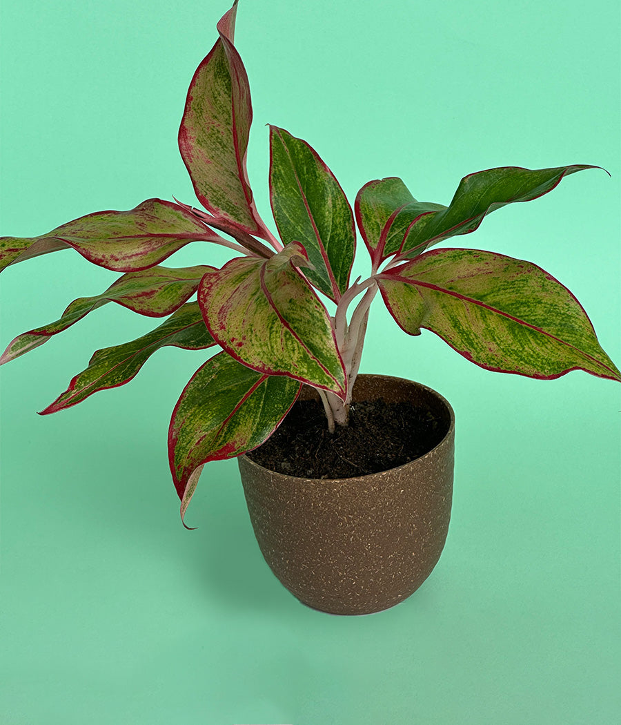 Aglaonema Duo in Aravalii Eco Series Planter