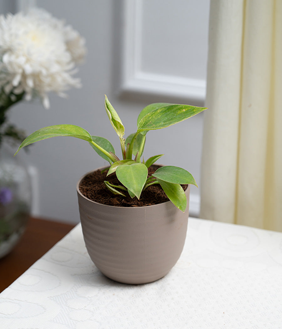 Philodendron Birkin in Pastel - Handcrafted
