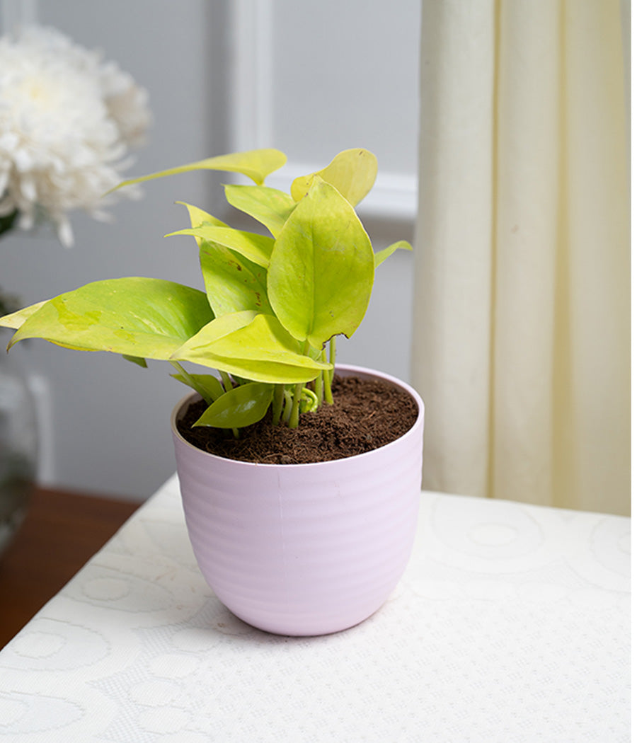 Golden Money Plant in Pastel Planter