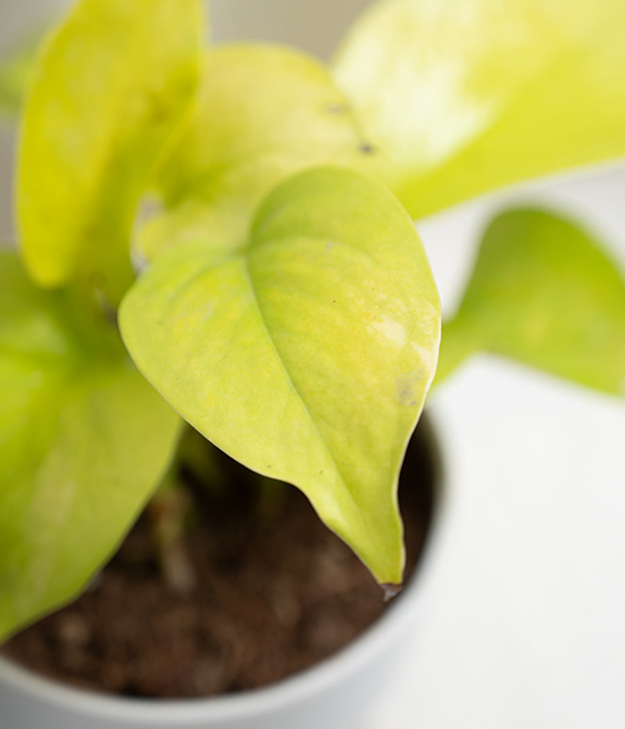 Money Plant in White Sunny-side Planter