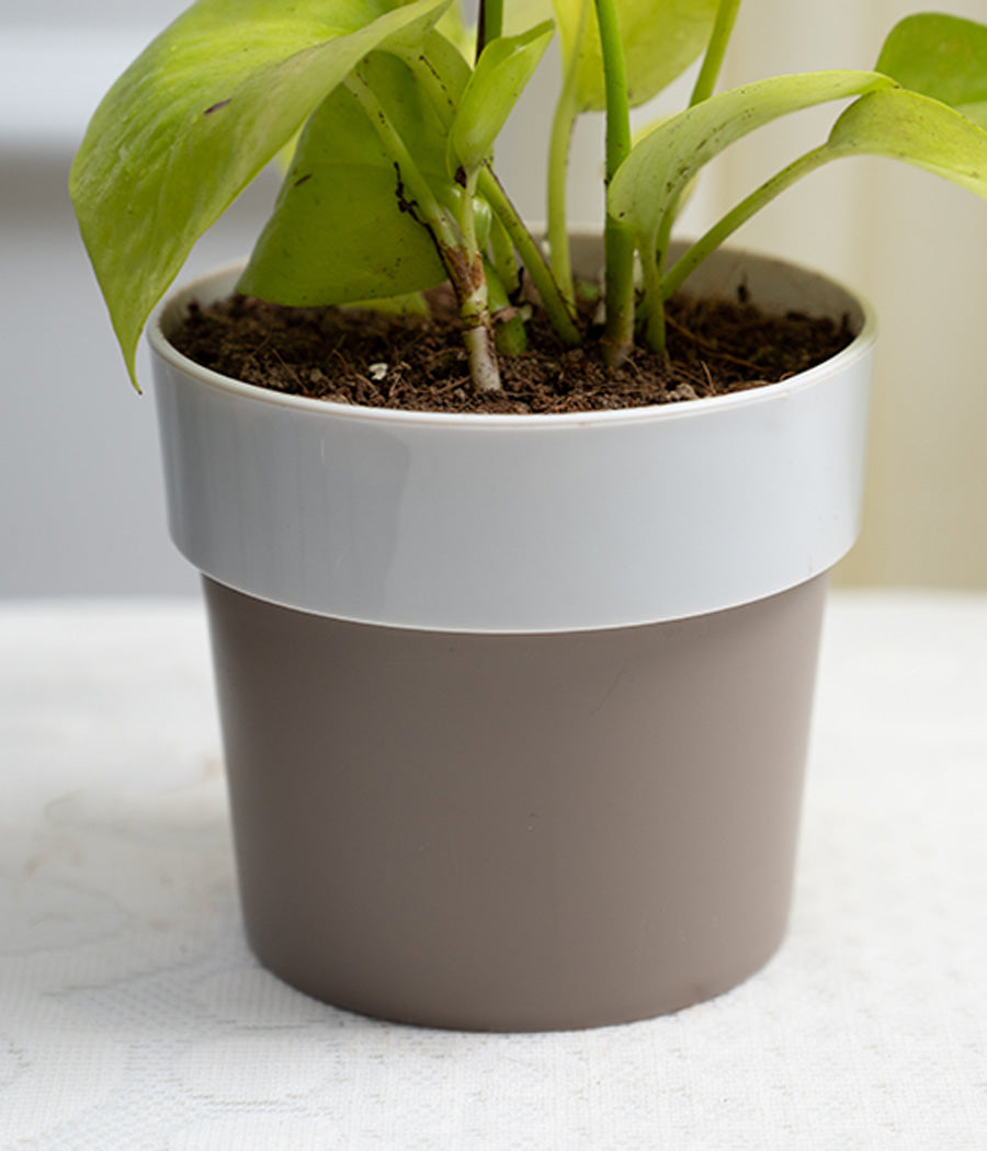 Money Plant in White Sunny-side Planter