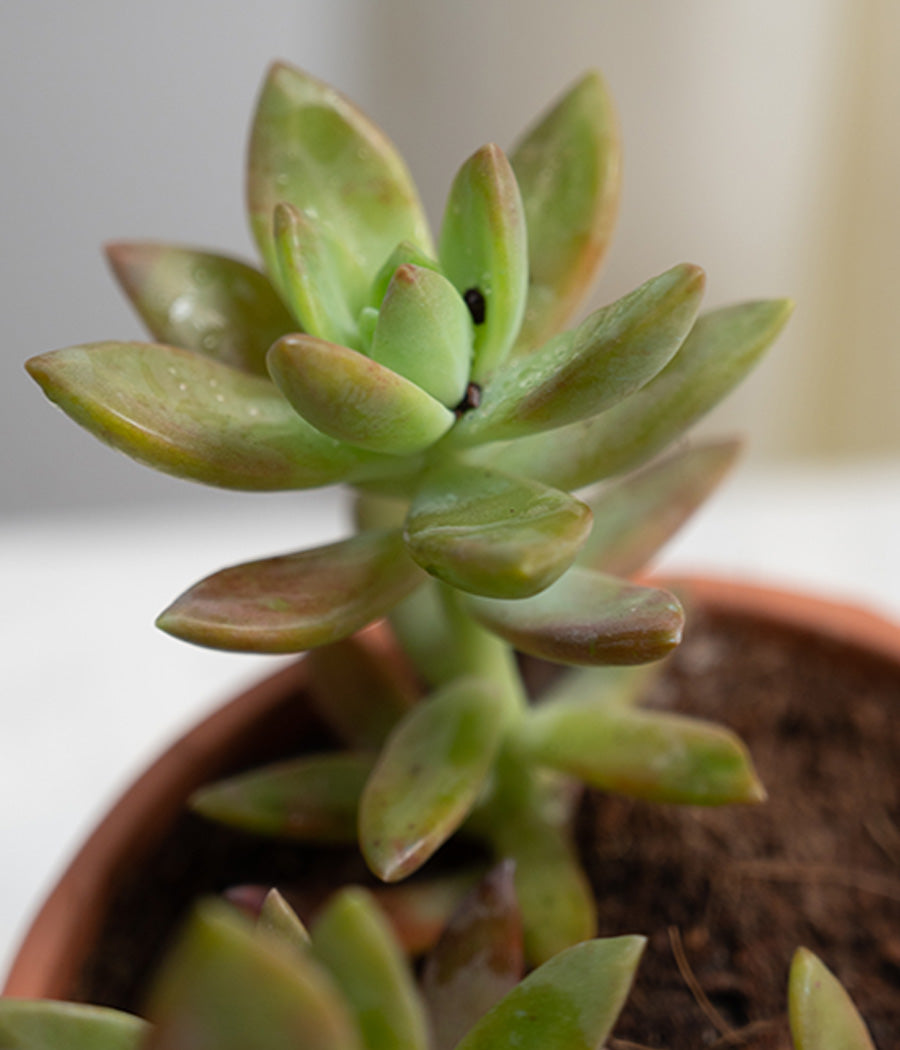 Crassula Campfire in Leaf Print Terracotta Pot