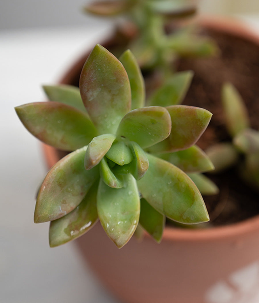 Crassula Campfire in Leaf Print Terracotta Pot