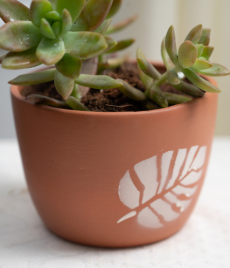 Crassula Campfire in Leaf Print Terracotta Pot