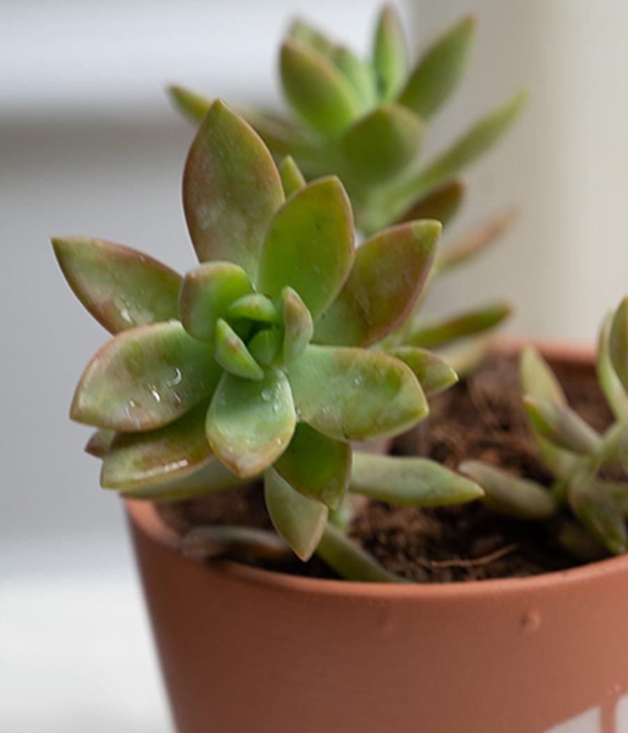 Crassula Campfire in Leaf Print Terracotta Pot