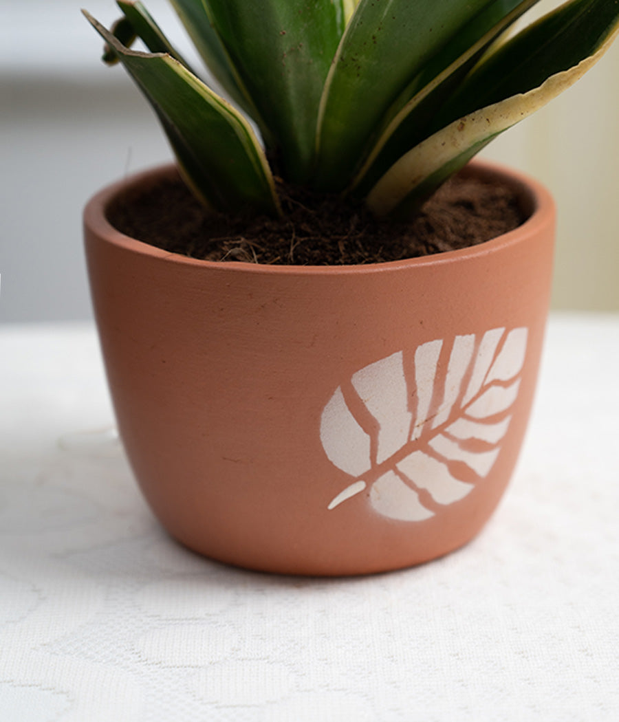 Sansevieria in Leaf Print Terracotta Pot
